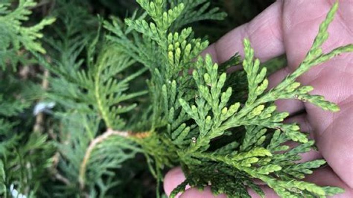 Arborvitae Branches Drooping - How To Discuss