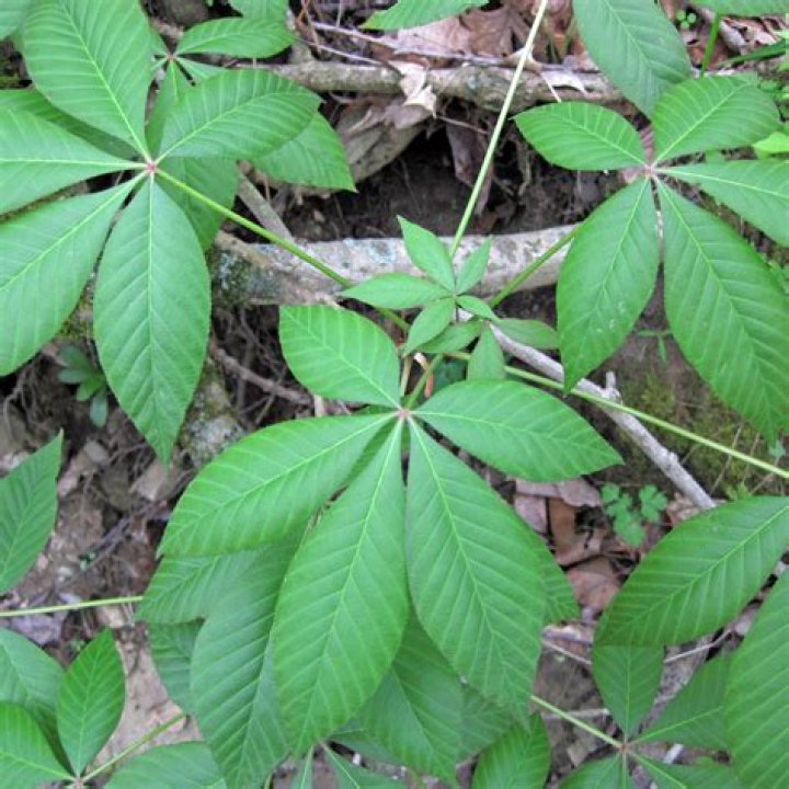 Are Buckeye leaves poisonous