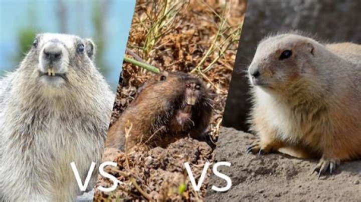 Are Groundhogs Aggressive - How To Discuss