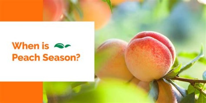 Are Peaches In Season - How To Discuss