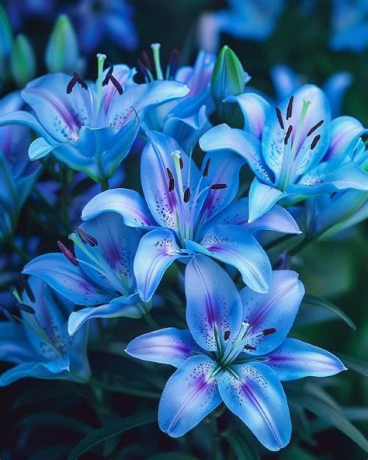 Are There Blue Lilies - How To Discuss