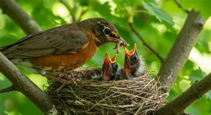 Baby birds in nest - How To Discuss