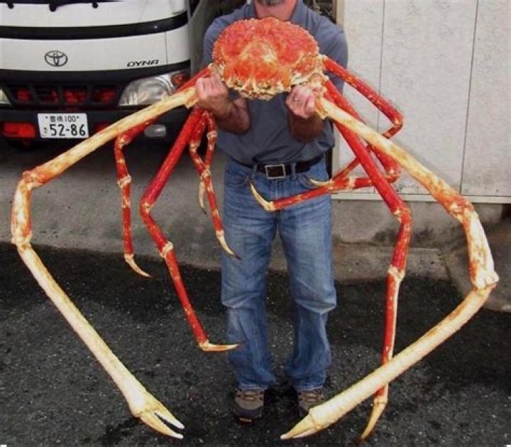 Biggest Alaskan King Crab - How To Discuss