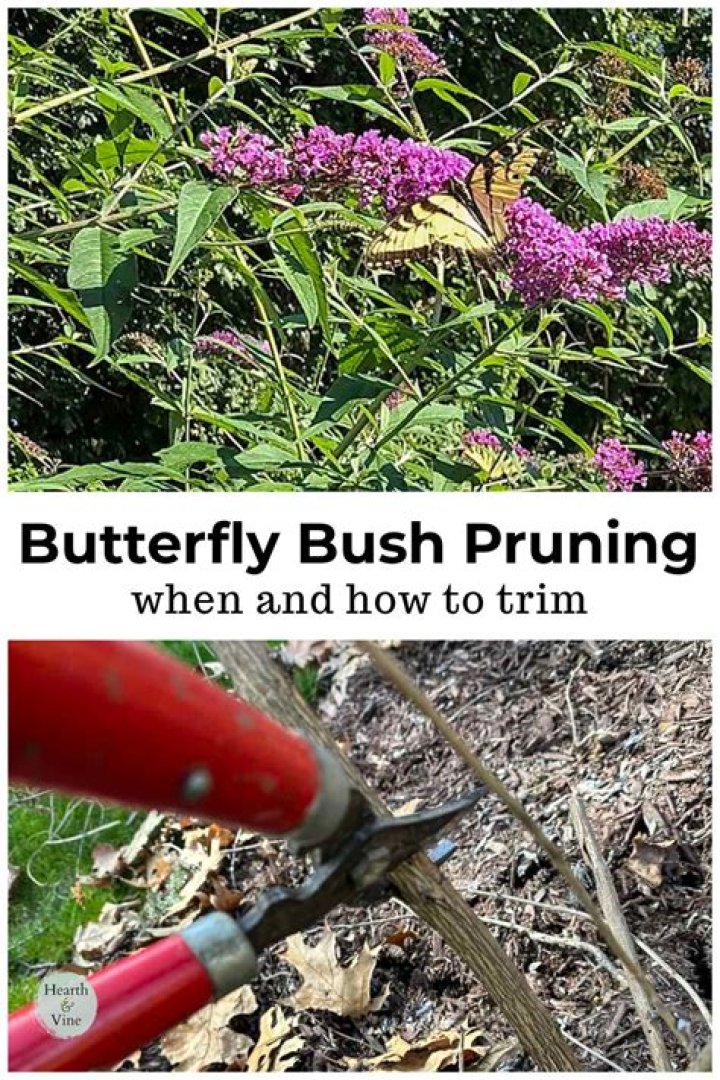 Butterfly bush pruning - How To Discuss