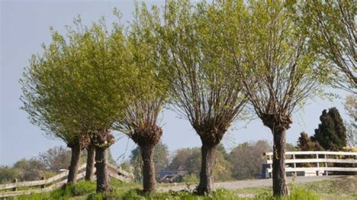 Can an oak tree be pollarded