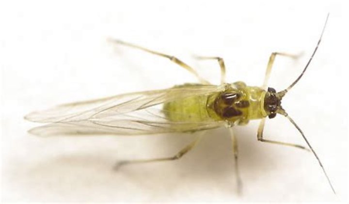 Can aphids have wings