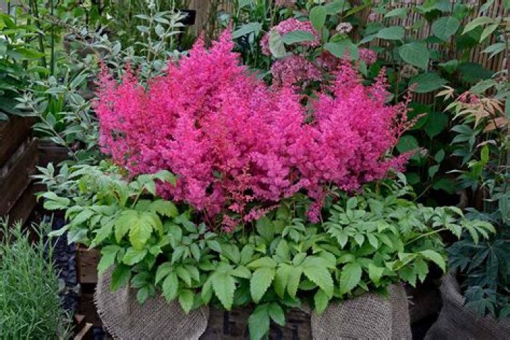 Can Astilbe grow in pots