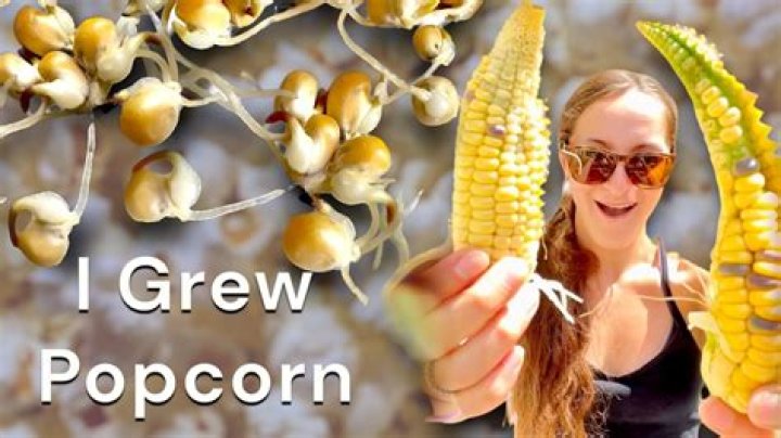 Can you grow popcorn from popcorn kernels