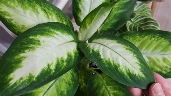 Dieffenbachia care - How To Discuss
