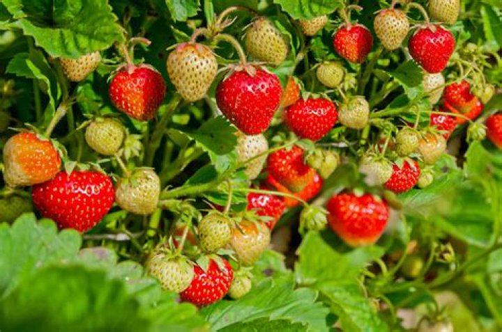 Do strawberries produce all summer