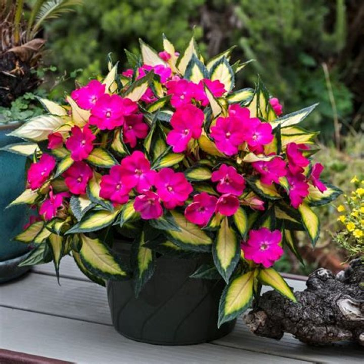 Do SunPatiens do well in shade