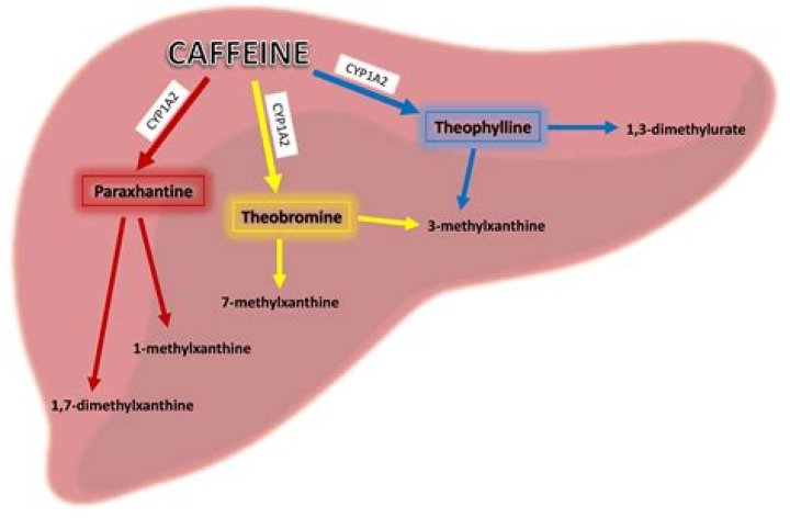 Does caffeine reduce blood flow
