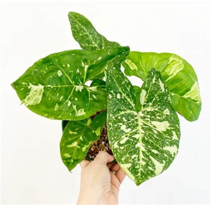 Does Syngonium need sunlight