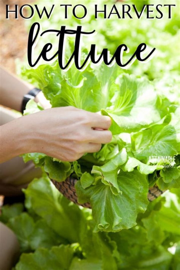 Green leaf lettuce - How To Discuss