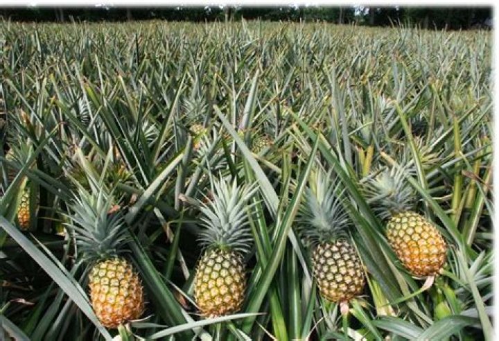 How are pineapples produced