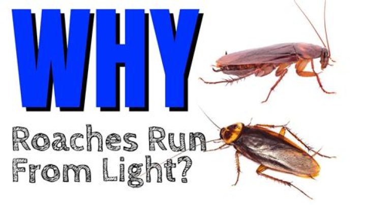 How do cockroaches respond to light
