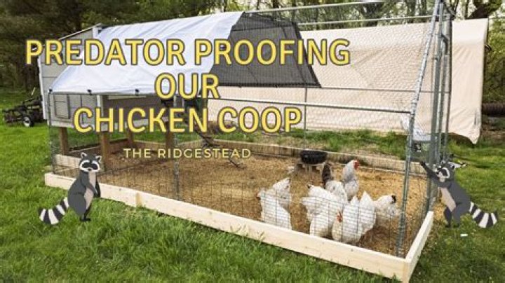 How do I stop my chicken coop from digging predators
