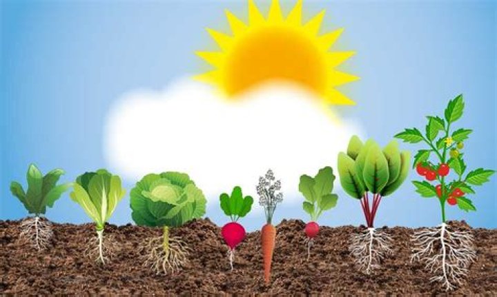 How do you grow a snow plant