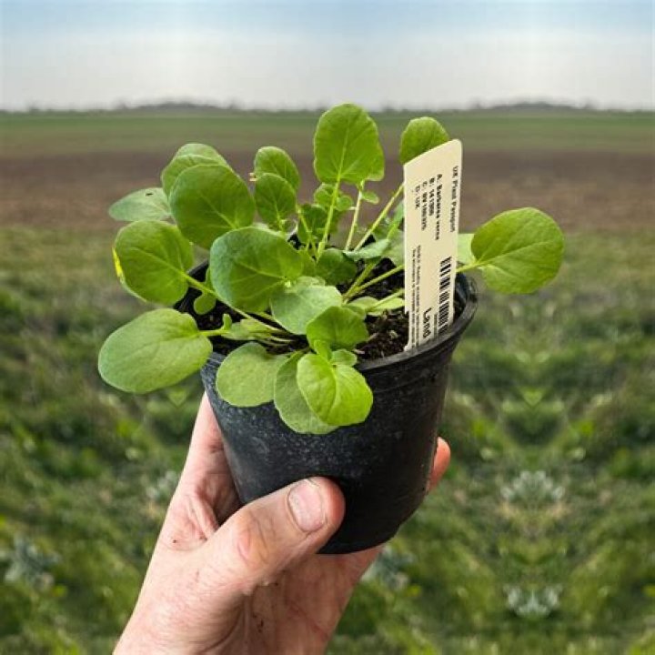 How do you grow land cress