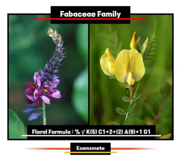 How do you identify Fabaceae family