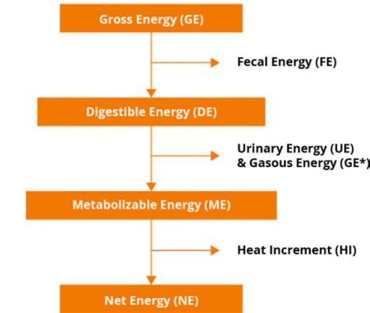 How do you measure metabolizable energy