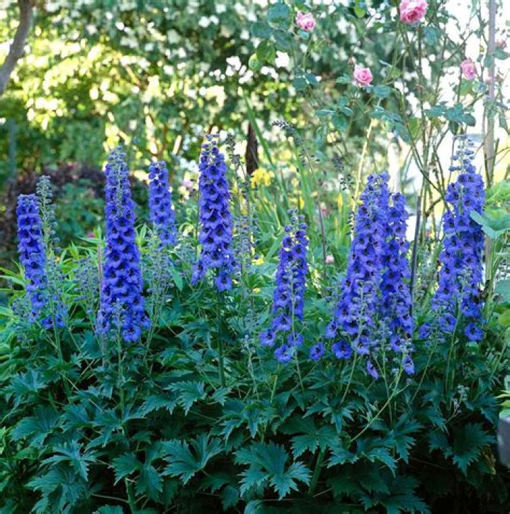 How do you plant delphinium seeds