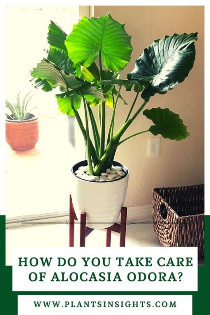 How do you take care of alocasia Odora