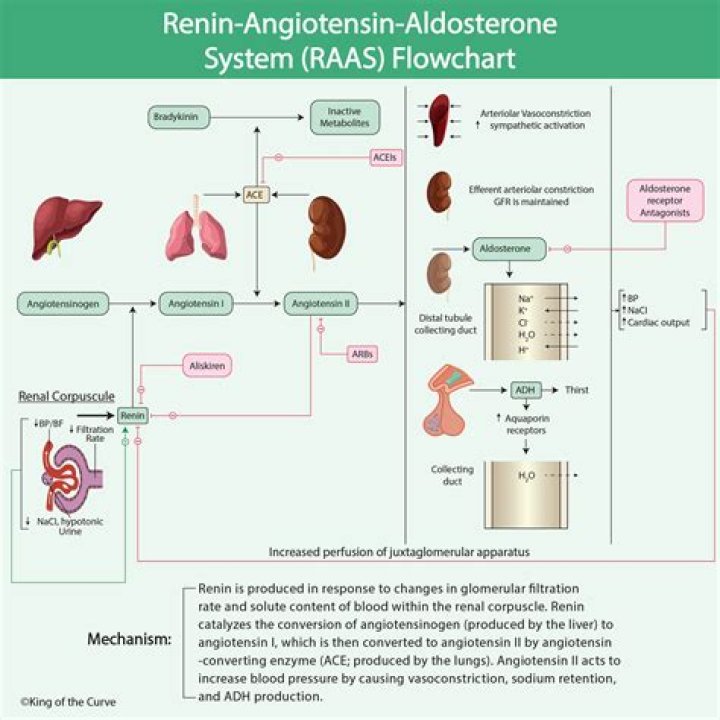 How does activation of the renin angiotensin system affect heart failure