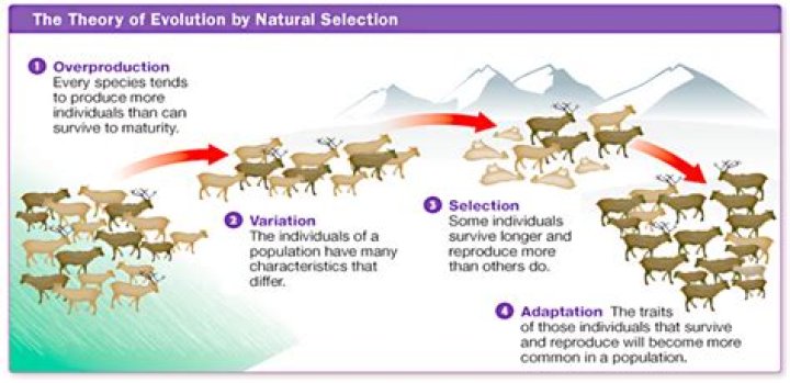 How does natural selection affect the evolution process