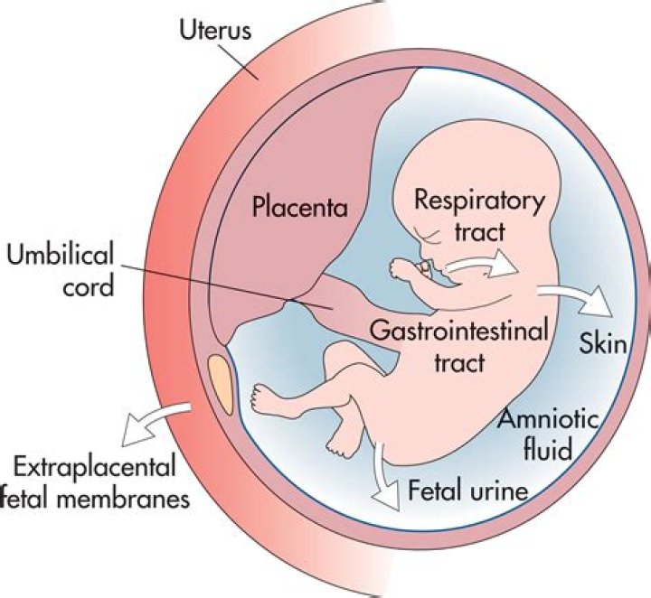 How does the amniotic sac protect the fetus