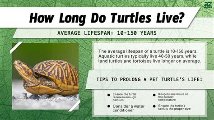 How long does a flatback sea turtle live