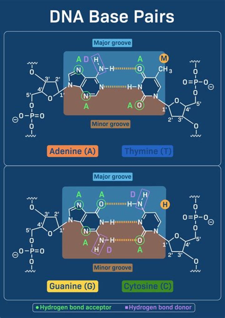 How many base pairs are in RNA