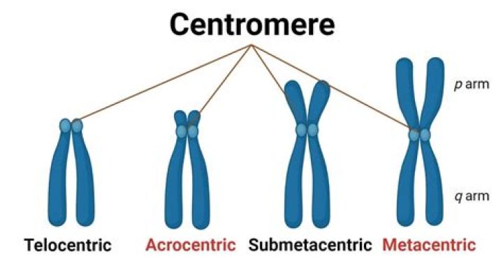 How many centromeres are in a chromosome