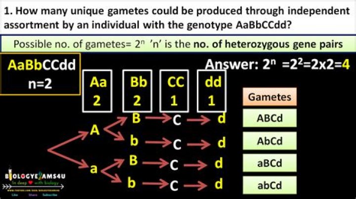 How many different types of gametes can be made from a parent with the genotype AaBbCcDdEe