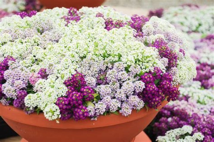 Is alyssum annual or perennial