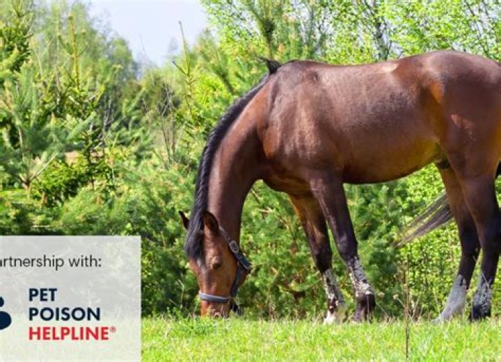 Is dog fennel toxic to horses