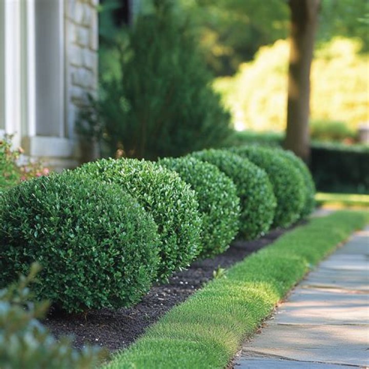 Is English boxwood evergreen
