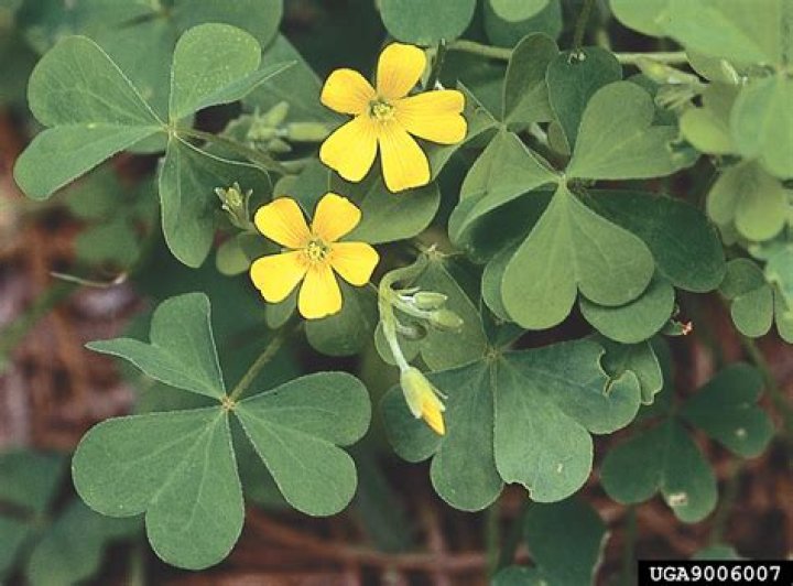 Is Oxalis pes Caprae edible