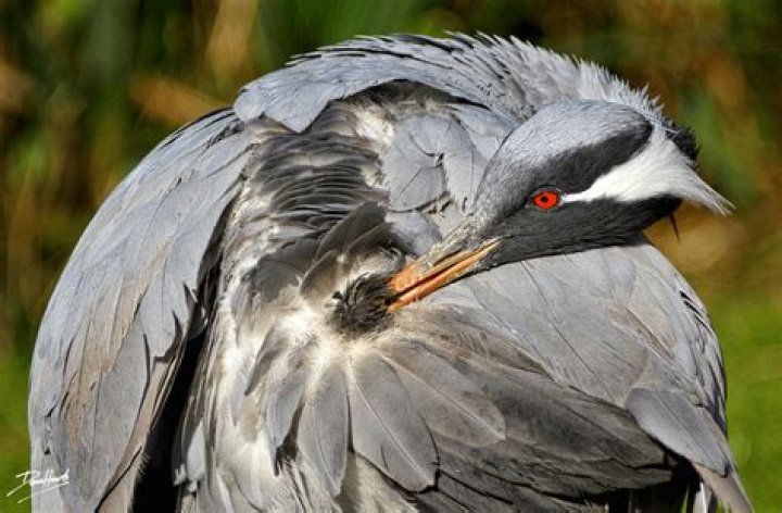Is preen safe for hostas