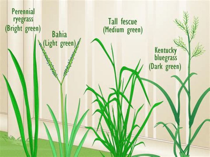 Mixing Bermuda And Fescue - How To Discuss