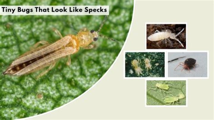 Tiny Bugs That Look Like Glitter