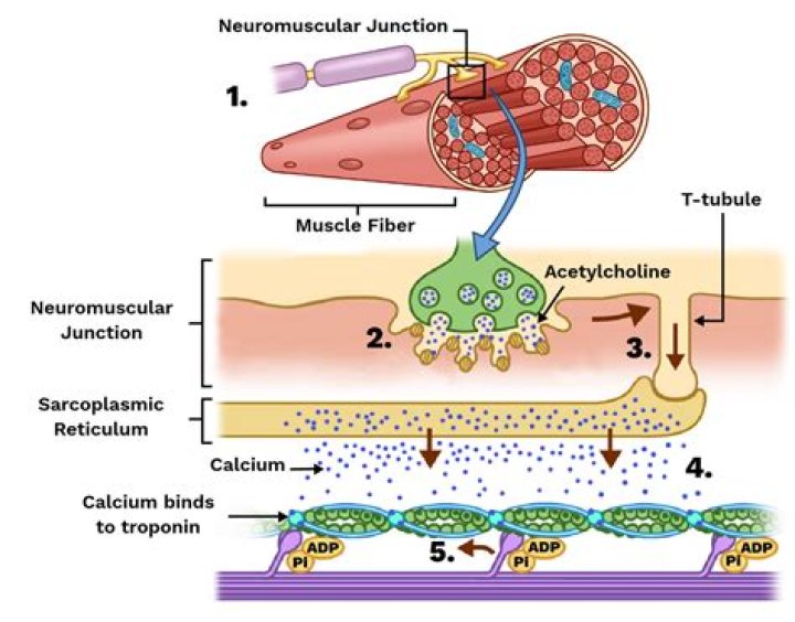 What are the steps of neuromuscular transmission