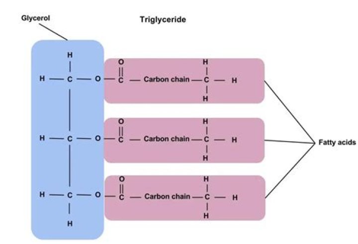 What are the subunits that make up triglycerides