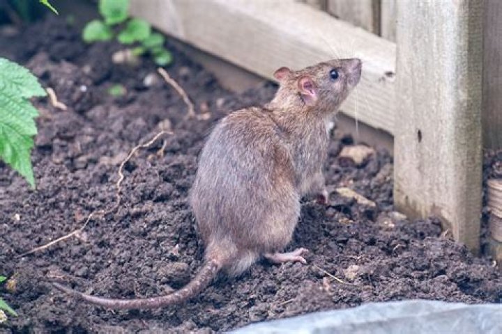 What can I do about rats in my garden