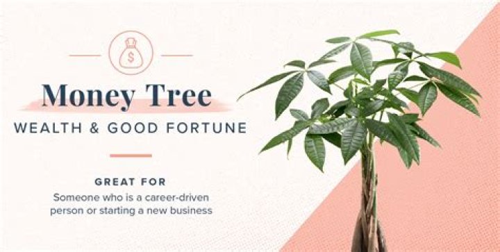 What does a money tree symbolize