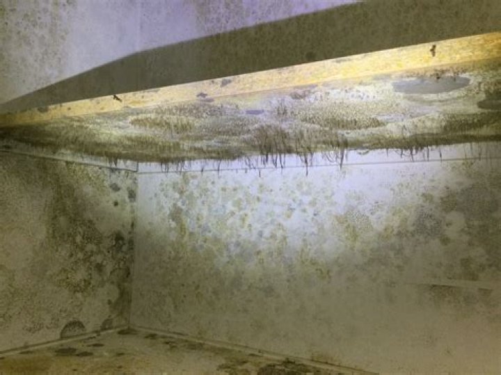 What does mold on basement walls look like