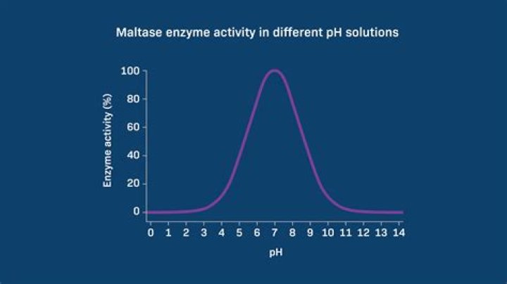 What does the maltase enzyme do