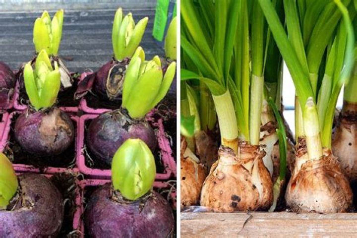 What flower bulbs can be planted now