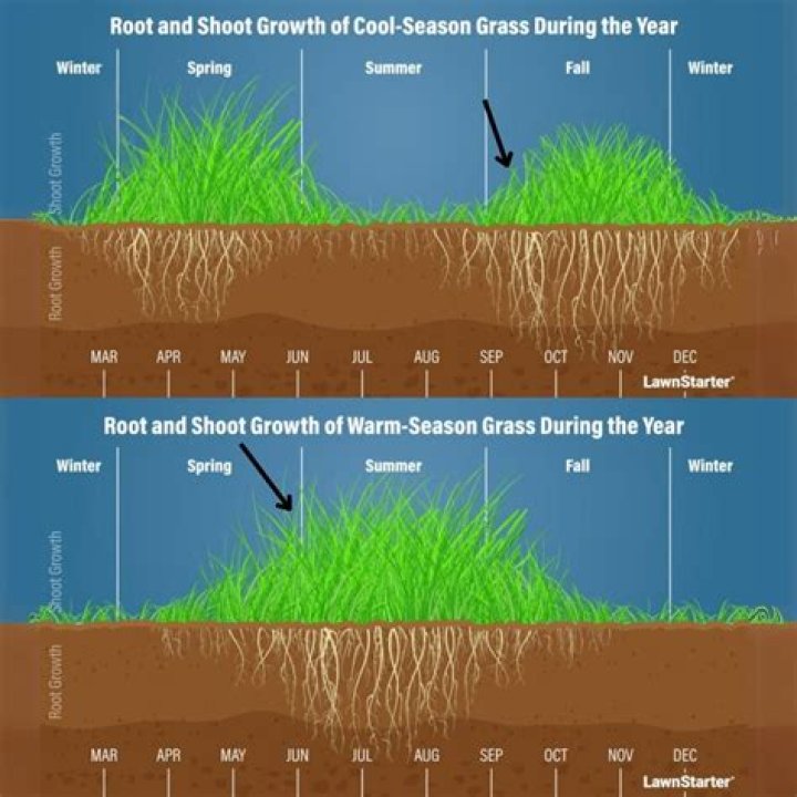 What grass seed is best for fall
