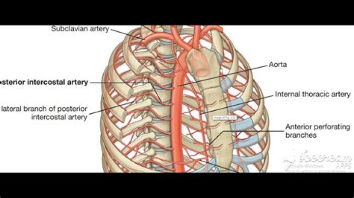 What is intercostal artery